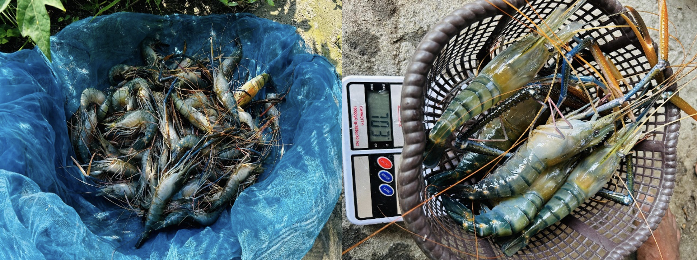 Harvest of prawn after six months of culture. Photo by Kashyap Borah, WorldFish.